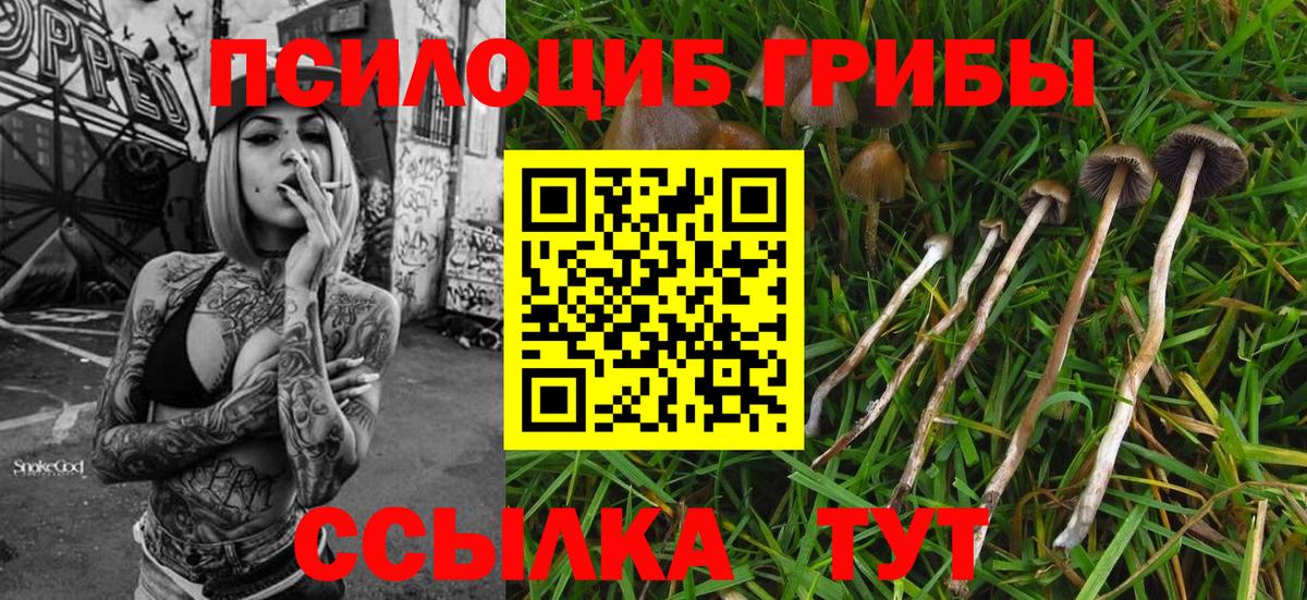 Псилоцибиновые грибы мухоморы  Псилоцибиновые грибы Magic Shrooms  где купить наркотик  Вход с VPN  Брянск 