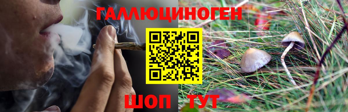 Галлюциногенные грибы Psilocybine cubensis Брянск